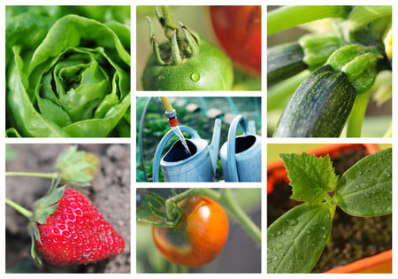 collage mix of  farming and gardening in countrysideの写真素材