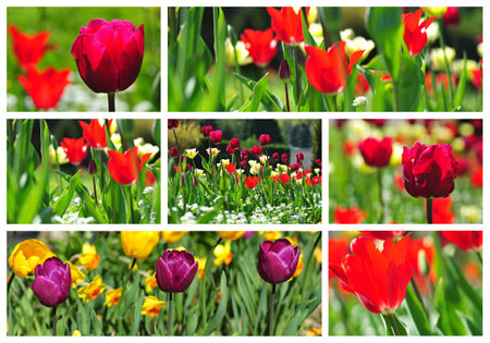 Collagea and composition of Colorful tulips in a fieldの写真素材