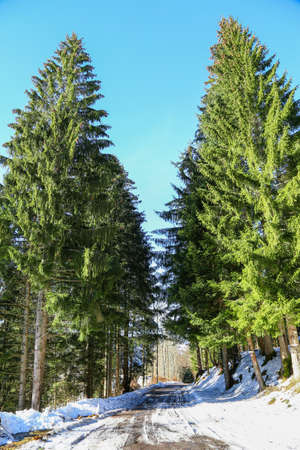 Landscape of Forest in Vosges mountain, Franceの写真素材