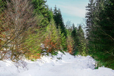 Landscape of Forest in Vosges mountain, Franceの写真素材