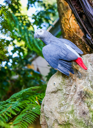 image of a parrot on top of a rock outdoors in the forestの写真素材