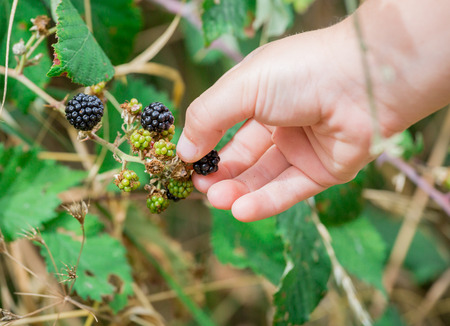 A fruit lover picking berry fruits from the tree plant leaving the unripe ones to mature.の写真素材