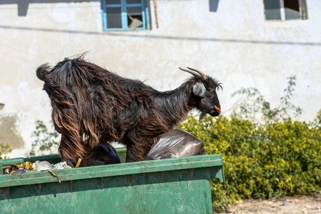 Hairy black he-goat on top of a waste bin outside a houseの写真素材