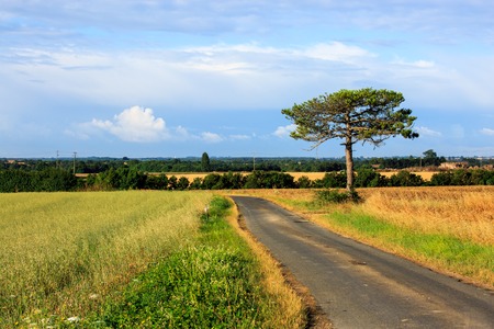 huge pine at the middle of a grass field in the afternoonの写真素材
