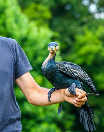 A healer holding a cormorant during a live entertainment in a zoological parkの写真素材