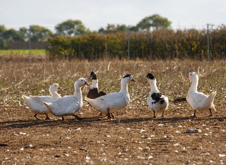 flock of duck roam freely in a lush green paddock of an organic breedingの写真素材