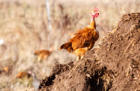 closeup on a laying hen perched freely in a lush green paddockの写真素材