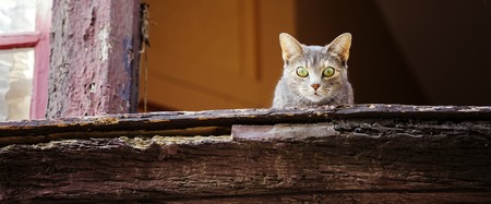 Beautiful grey cat on old window looking down. Panoramic formatの写真素材