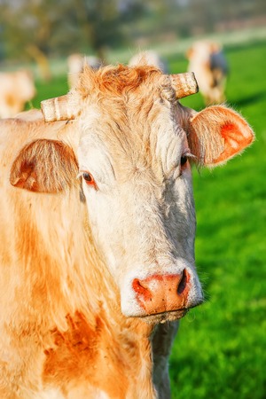 A blonde d'Aquitaine pedigree cow in a green natural meadowの写真素材