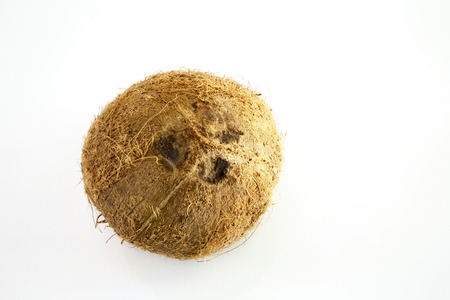 Coconuts isolated on white backgroundの写真素材