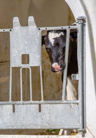 Young calf holstein in a cage for weaning in dairy farmの写真素材