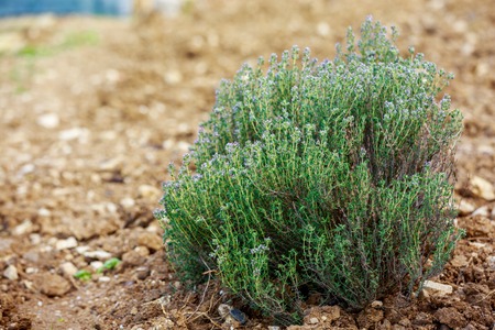 Fresh Thyme plantation in a gardenの写真素材