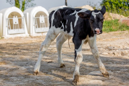 Young calf holstein in a nursery for cows in a dairy farmの写真素材