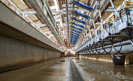 Benon, France - April 14, 2017:Inside view of an automated milking parlor for dairy cows on a small farm. On each side, there are milking machines and stabling, which allows the milking of 40 cows simultaneously.のeditorial素材