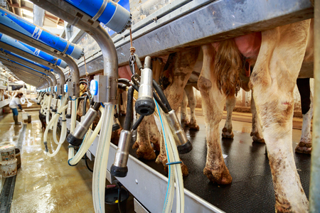 Benon, France - April 14, 2017:Holstein dairy cows aligned in modern milking parlor are being treated by electic and fully robotic milking machines with farmer on the sideのeditorial素材