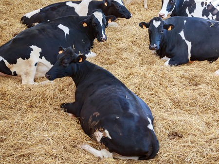 Benon, France - April 14, 2017:herd of white and black holstein dairy cows lying on fresh straw in their stable. They have a large open space on the outside in which daylight penetrates.のeditorial素材