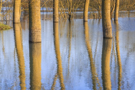 countryside landscape representing flooded trees under rising waters