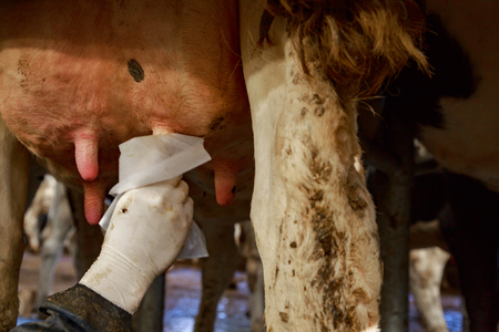 Step of disinfection of cow's udders before milkingの写真素材