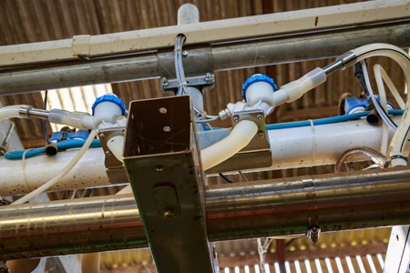 close-up of pipe of automatic milker machine in a dairy cow farmの写真素材