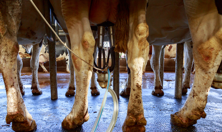 close-up of an automatic milking machine attached to the udders of a dairy cowの写真素材