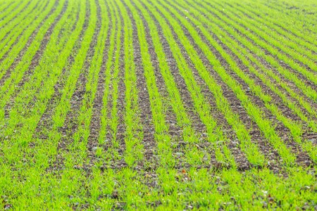 close up on young corn plant in a field