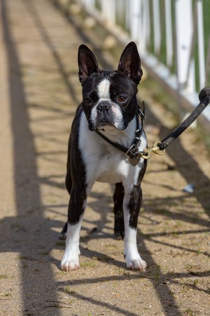 Nice Portrait of bulldog on a leashの写真素材