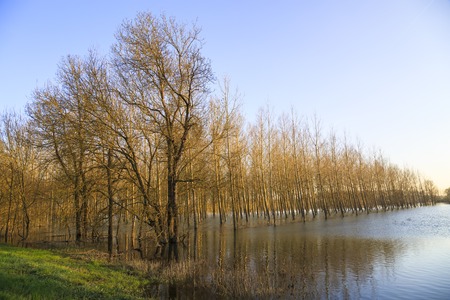 Countryside landscape representing flooded trees under rising watersの写真素材