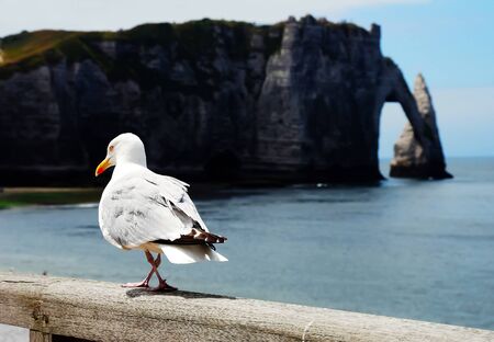 A seagull stands on a railing at water's edge with etretat cliffson backgroundの写真素材