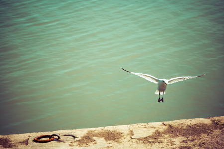 White bird sea gull flying freely with open wings towards coast against green river waterの写真素材