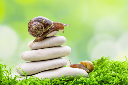 A snail on the top of a pile of pebbles encourages its partner. Motivation, coaching teamwork, partner, assistance conceptの写真素材