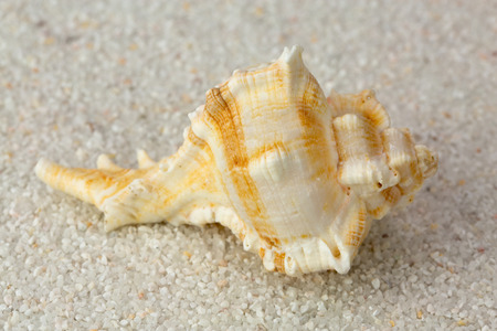 Sea shell on Beach Sand. Close up studio shoot