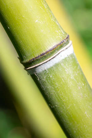 Close up on a branch of wild bambooの写真素材
