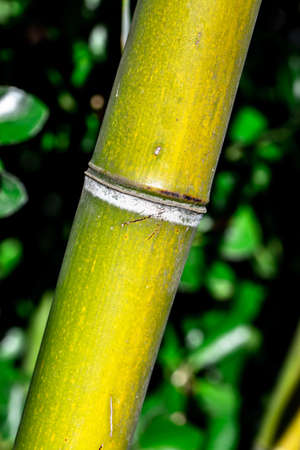 Close up on a branch of wild bambooの写真素材