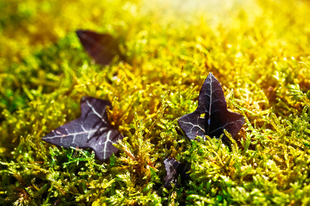 closeup on green moss vegetable texture with a wild ivy shootの写真素材