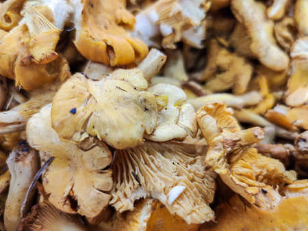 Selected focus on chanterelles mushrooms for sale at farmers marketのeditorial素材