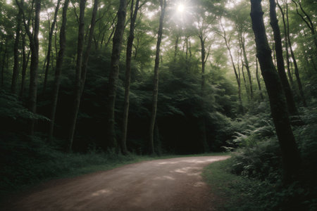 Sunlit path through a dense forestの素材