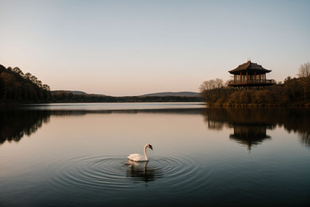 A solitary swan gliding on a still lakeの素材