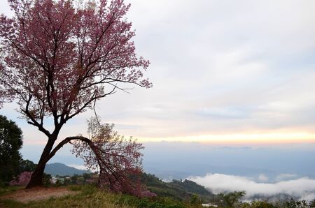Doi Mae Salong, Chiang Rai, Nothern Thailand  の写真素材