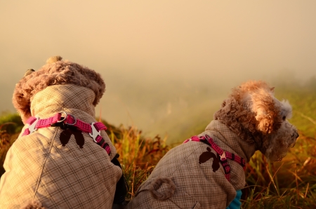 In the morning, the thick fog covered the valley below, later on the sun shine above the mist create such a beautiful scenery that drawn many tourists to see the beauty of the nature ever since before dawn   At the hillside of Phu Chi Fa is a prairie of gの写真素材