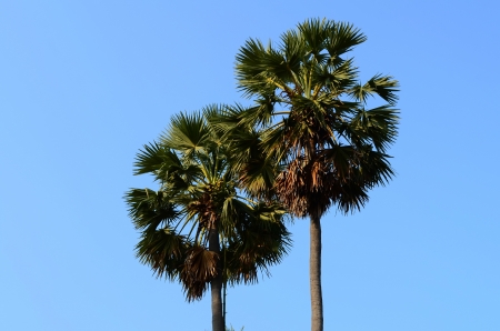 Asian Palmyra Palm in Petchburi, Thailandの写真素材