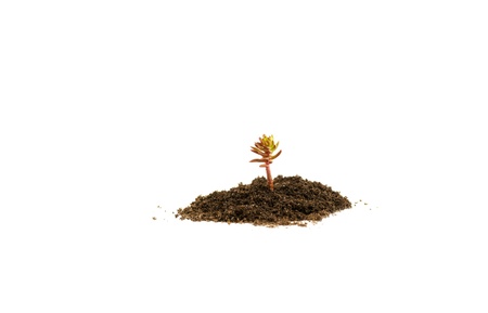 Young plant in soil on white backgroundの写真素材