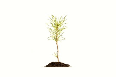 Young pine tree in soil on white backgroundの写真素材