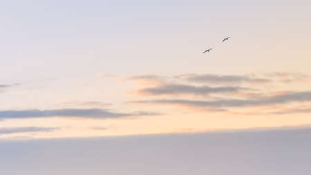 Two birds fly away together into the sunset