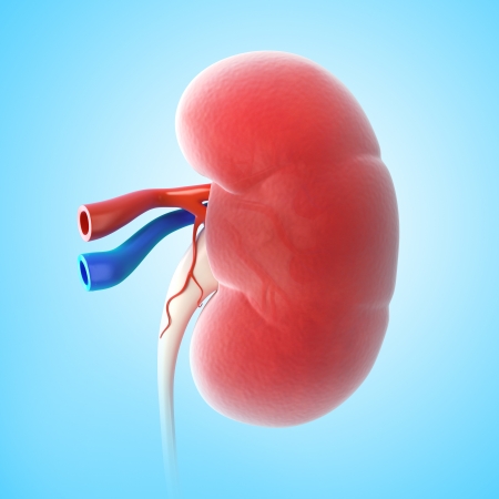 3d art illustration of kidney