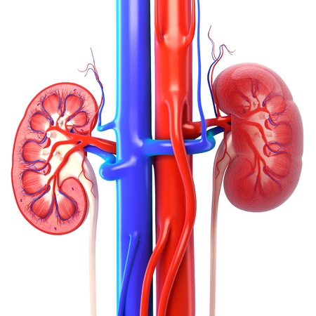 kidney