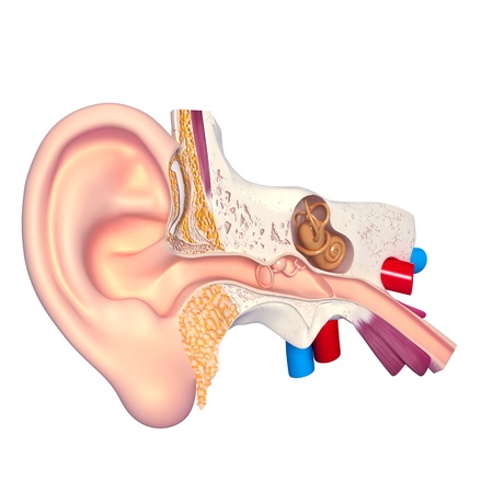 Earの写真素材
