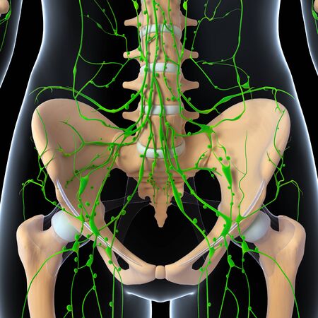 3d art illustration of  lymphatic system of female with front view of kidneysの写真素材