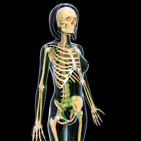 3d art illustration of  lymphatic system of female in black backgroundの写真素材