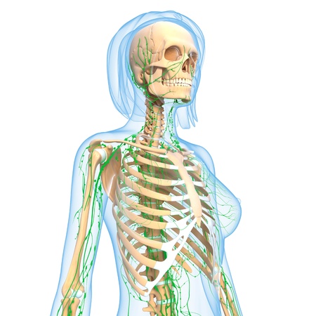 3d art illustration of  lymphatic system of female side view in blue skeleton の写真素材