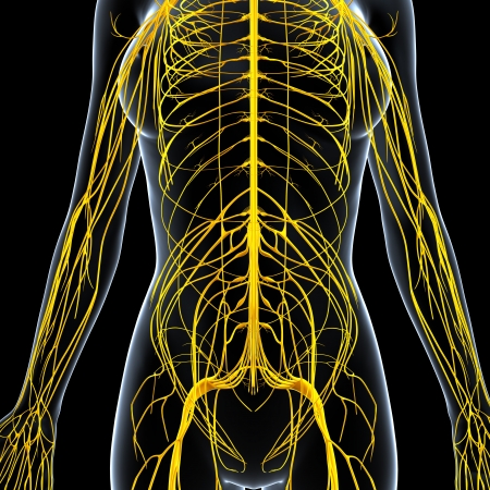 front view of female nervous system isolated on black backgroundの写真素材